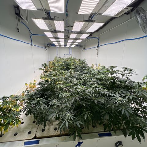 White cbg  growlog photo: Hate came tags in pics some plants look good some struggling 