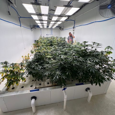 White cbg  growlog timeline photo