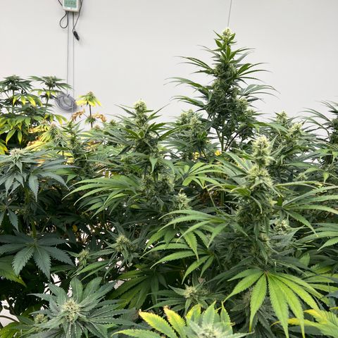 White cbg  growlog timeline photo