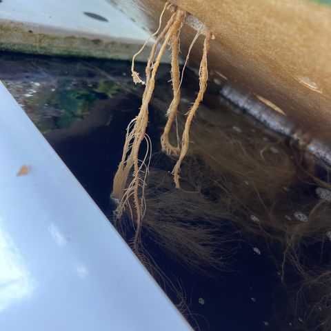 White cbg  growlog timeline photo