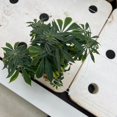 White cbg  growlog timeline photo
