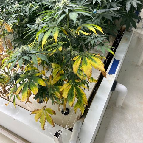 White cbg  growlog timeline photo