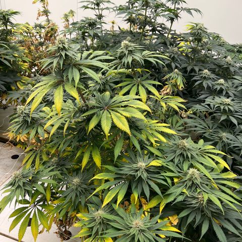 White cbg  growlog timeline photo