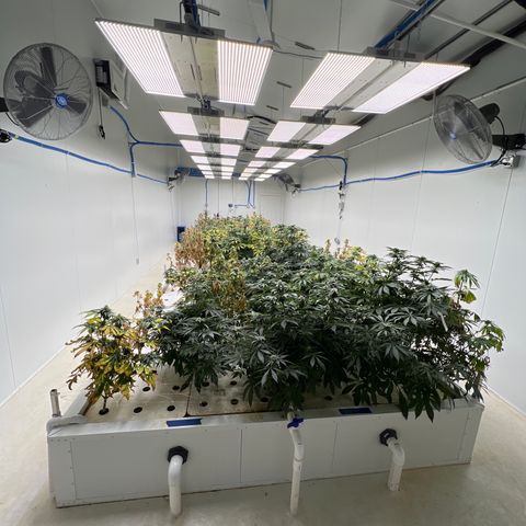 White cbg  growlog photo: Plants a few days from harvest 