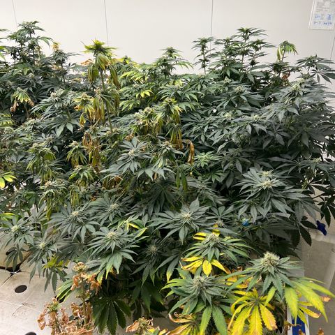 White cbg  growlog photo: Plants a few days from harvest 