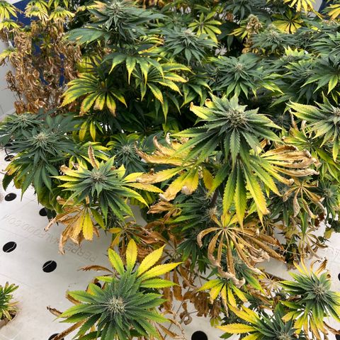 White cbg  growlog photo: Plants a few days from harvest 