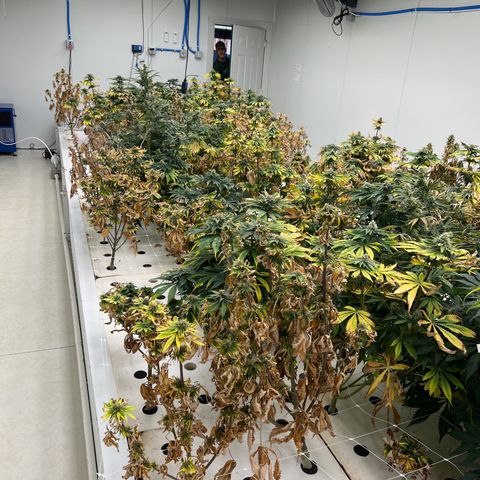 White cbg  growlog photo: Plants a few days from harvest 