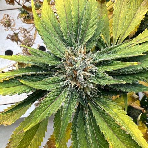 White cbg  growlog photo: Plants are a few days from harvest 