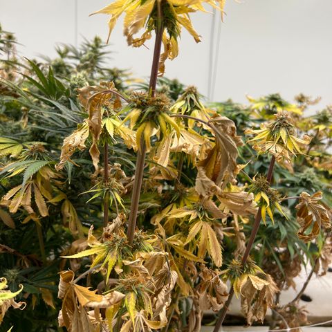 White cbg  growlog photo: Plants are a few days from harvest 