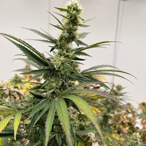 White cbg  growlog photo: Plants are a few days from harvest 