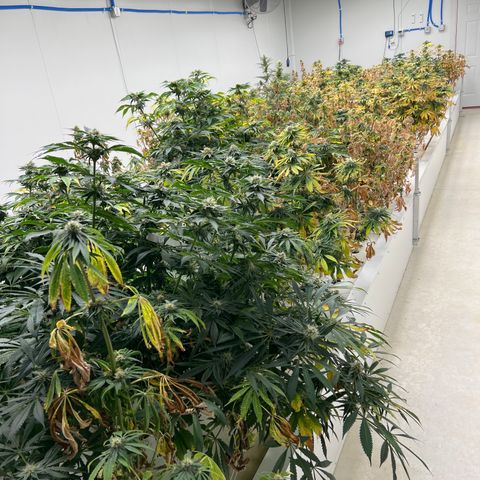 White cbg  growlog photo: Plants are a few days from harvest 