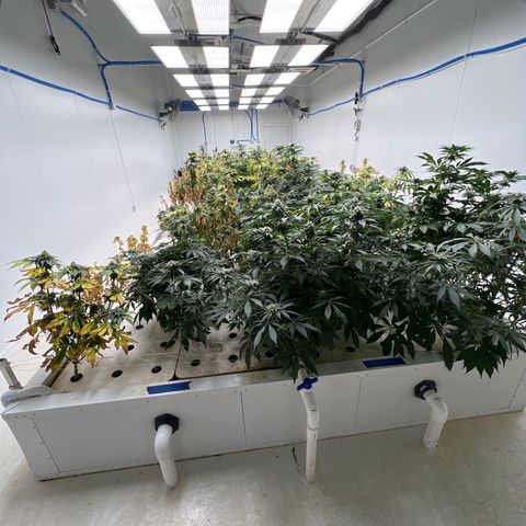 White cbg  growlog photo: Plants are a few days from harvest 