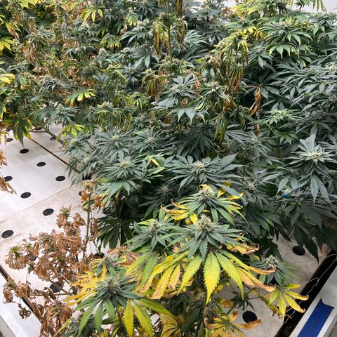 White cbg  growlog photo: Plants are a few days from harvest 