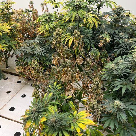 White cbg  growlog photo: Plants close to harvest rooting issues 