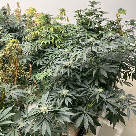 White cbg  growlog photo: Plants close to harvest rooting issues 
