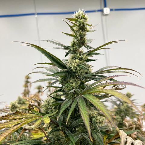 White cbg  growlog photo: Plants close to harvest rooting issues 