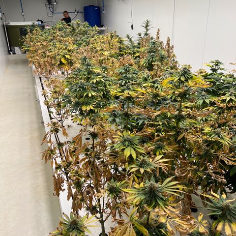 White cbg  growlog photo: Plants close to harvest rooting issues 