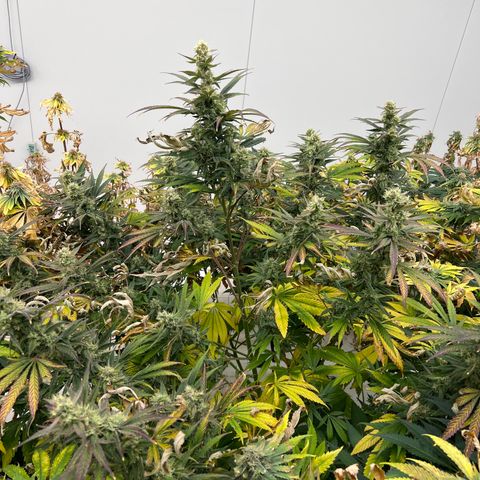 White cbg  growlog photo: Plants close to harvest rooting issues 