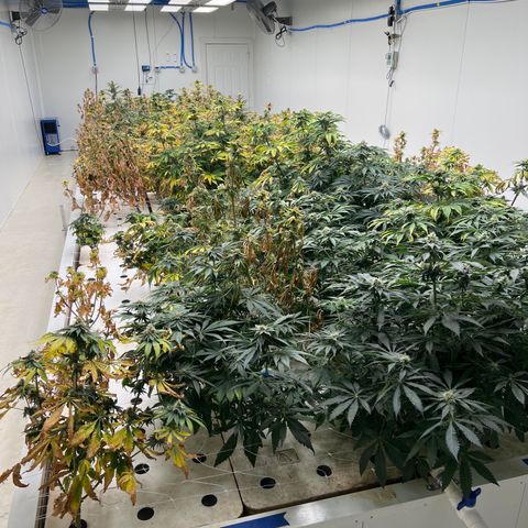 White cbg  growlog photo: Plants close to harvest rooting issues 