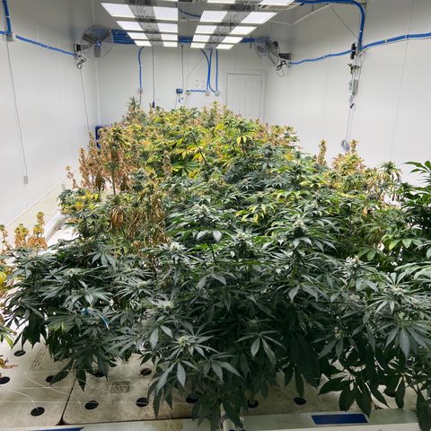 White cbg  growlog photo: Closing in on harvest Monday 