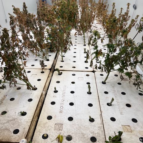 White cbg  growlog photo: Harvest date the remainder of what we have left 