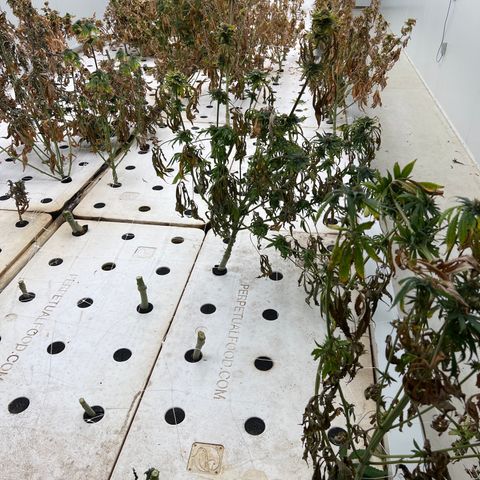 White cbg  growlog photo: Harvest date the remainder of what we have left 