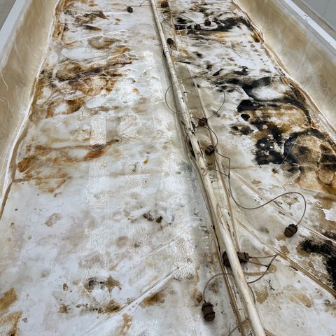 White cbg  growlog photo: Cleaned and sprayed with zero 