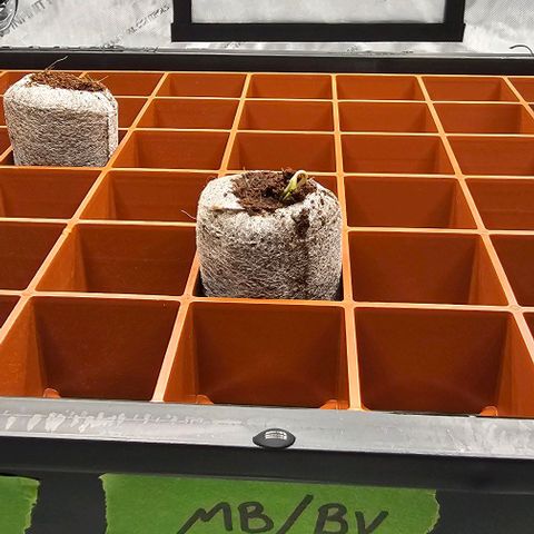Motorbreath x Black Velvet growlog photo: Seed sprout day