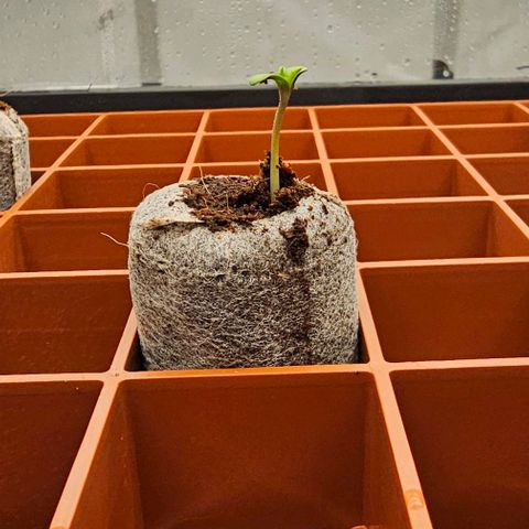 Motorbreath x Black Velvet growlog timeline photo