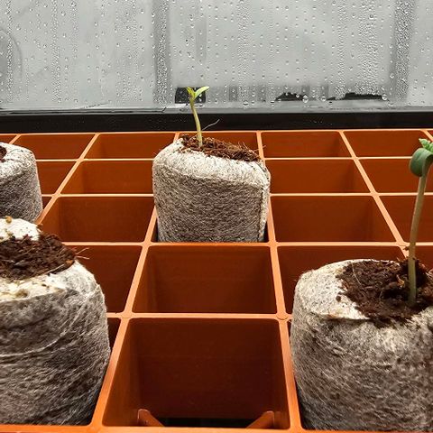 Granny's Apple Sass growlog timeline photo
