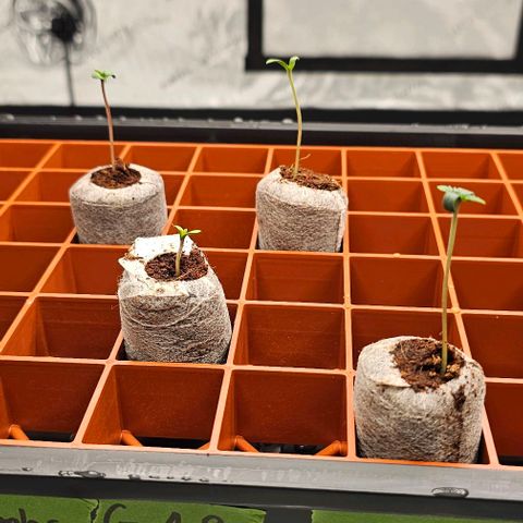 Motorbreath x Black Velvet growlog photo: All CW strains germinated