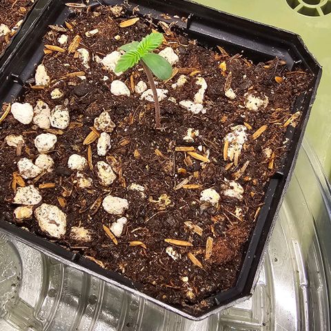 Granny's Apple Sass growlog timeline photo