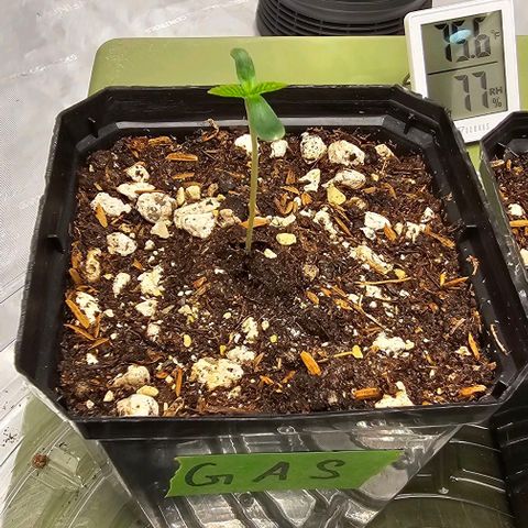 Granny's Apple Sass growlog timeline photo