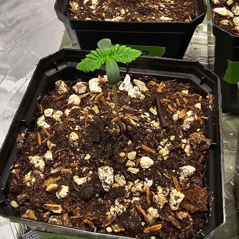 Motorbreath x Black Velvet growlog timeline photo