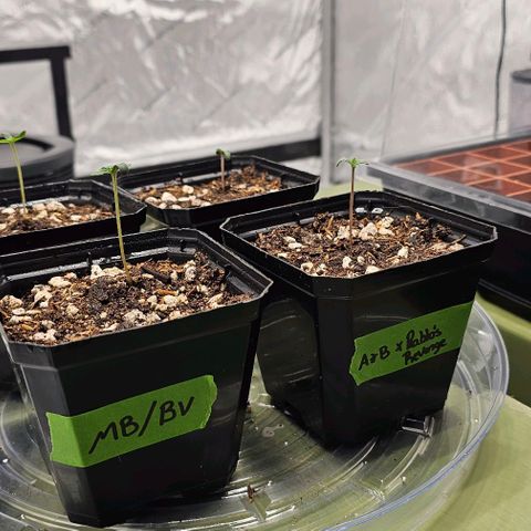 Motorbreath x Black Velvet growlog timeline photo