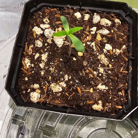 Hard Apples growlog timeline photo