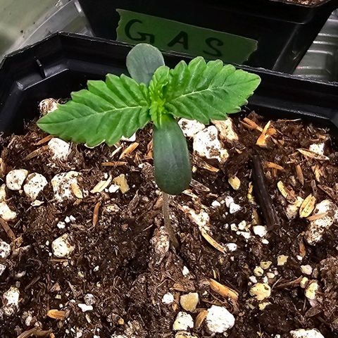 Motorbreath x Black Velvet growlog photo: 2nd set of true leaves appear