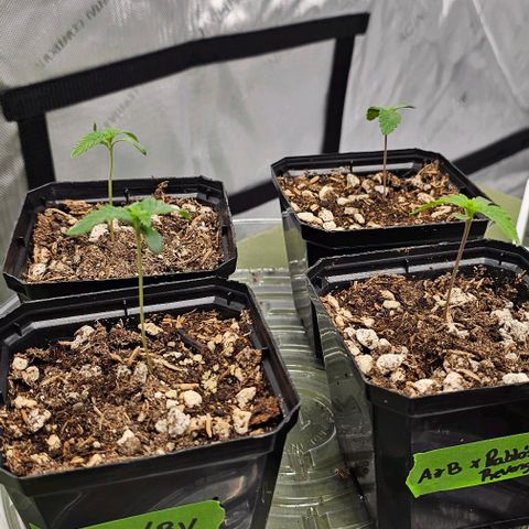 Motorbreath x Black Velvet growlog photo: Another day of beautiful growth