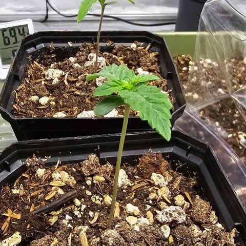 Motorbreath x Black Velvet growlog timeline photo