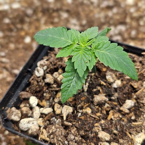 Motorbreath x Black Velvet growlog timeline photo