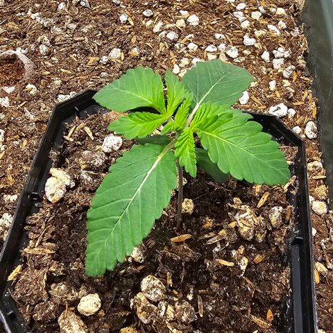 Granny's Apple Sass growlog timeline photo