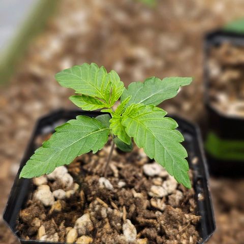 AB x PR growlog timeline photo