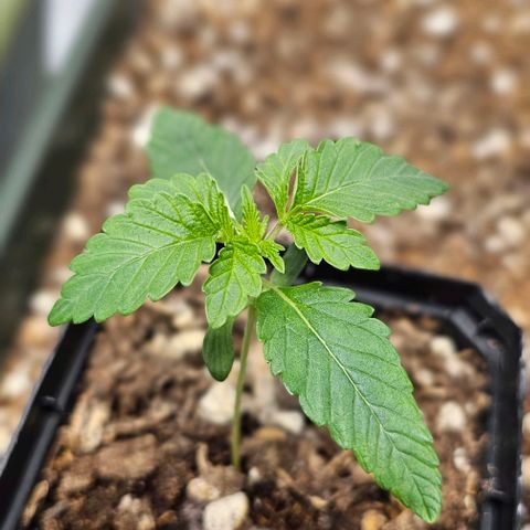 Hard Apples growlog timeline photo