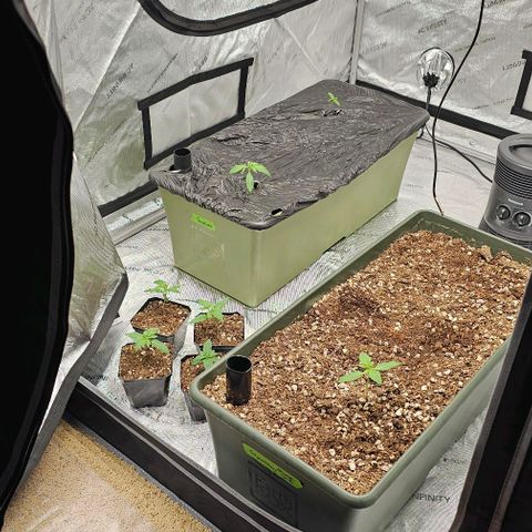 Motorbreath x Black Velvet growlog timeline photo