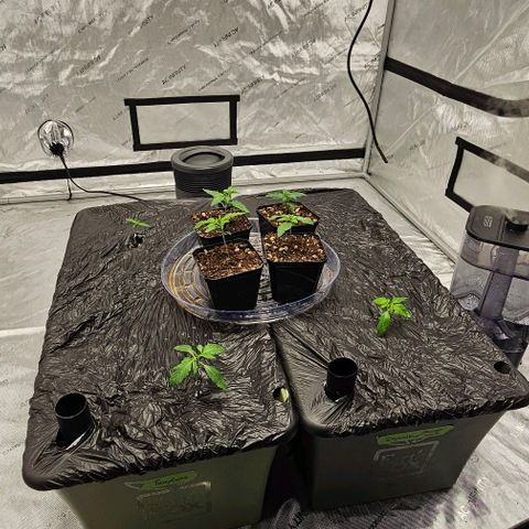 Motorbreath x Black Velvet growlog timeline photo