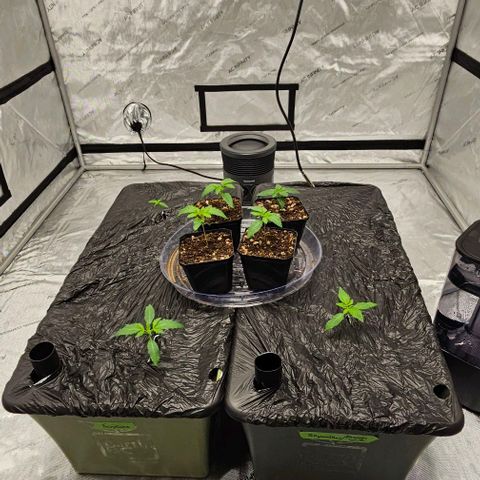 Fairy Cake V1 -(Mephisto) growlog timeline photo