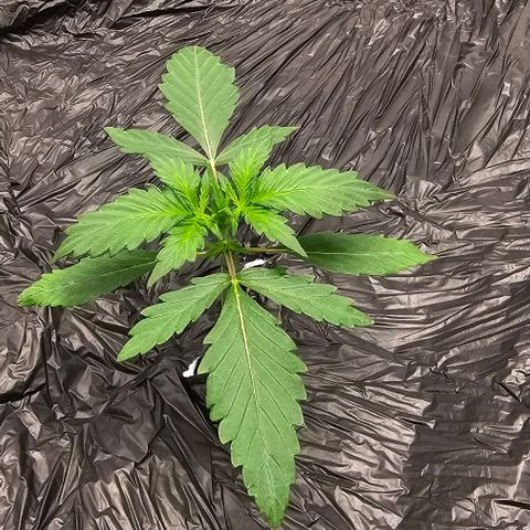 Fairy Cake V1 -(Mephisto) growlog timeline photo