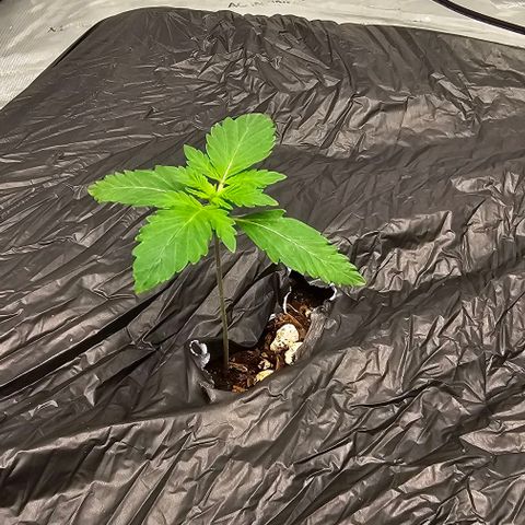 Fairy cake -(Mephisto) V2 growlog timeline photo