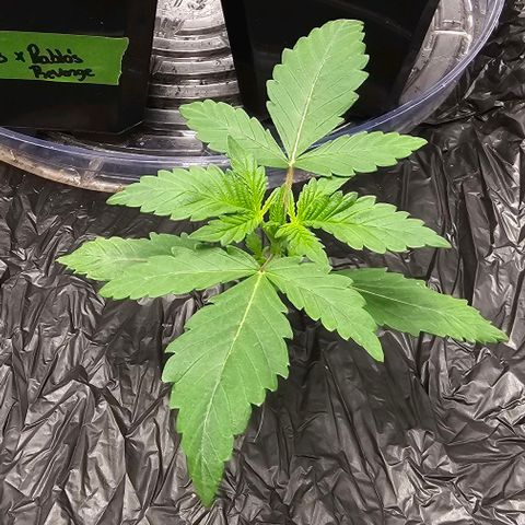 Skywalker-CDLC - (Mephisto) growlog timeline photo