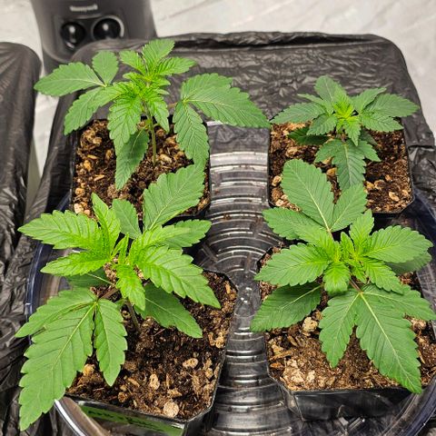 Motorbreath x Black Velvet growlog timeline photo